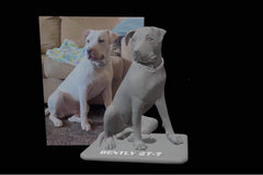3D design for Pet